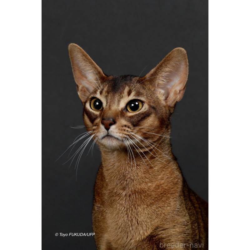 別所りつ子ブリーダーの詳細